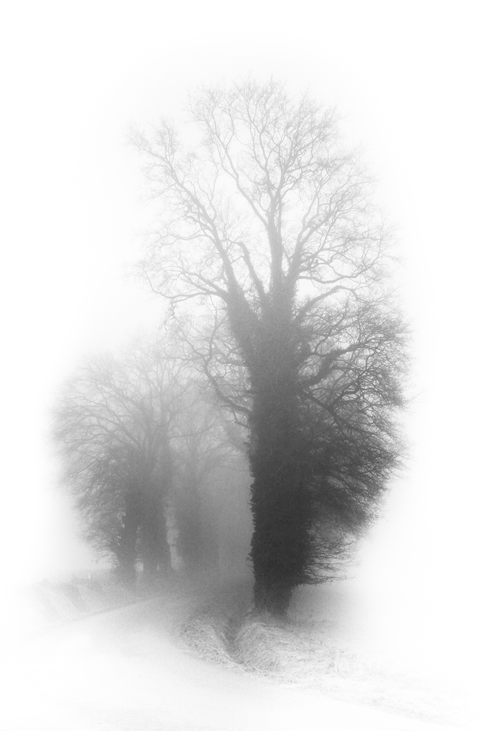 Blanc Brut Blanc Brut