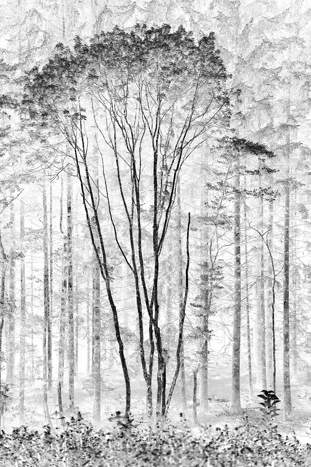 Negative Color Negative Color