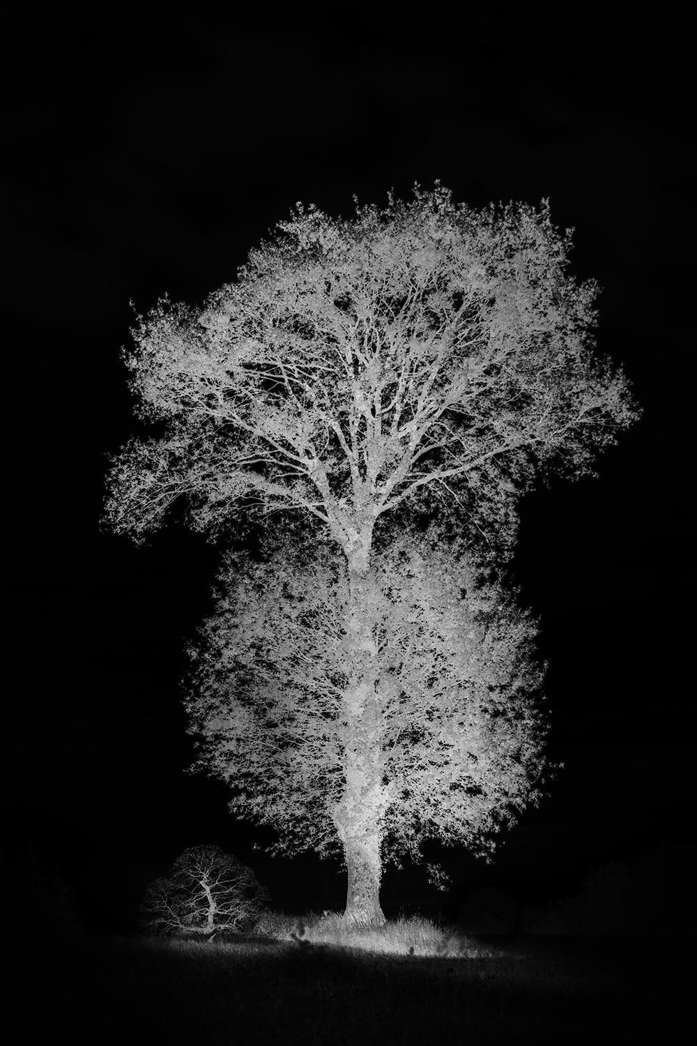 Negative Color Negative Color